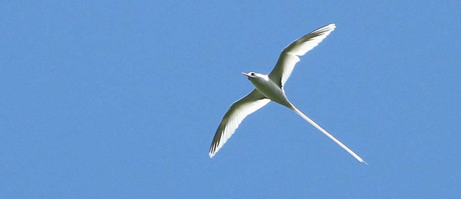 french-polynesia-tropicbird