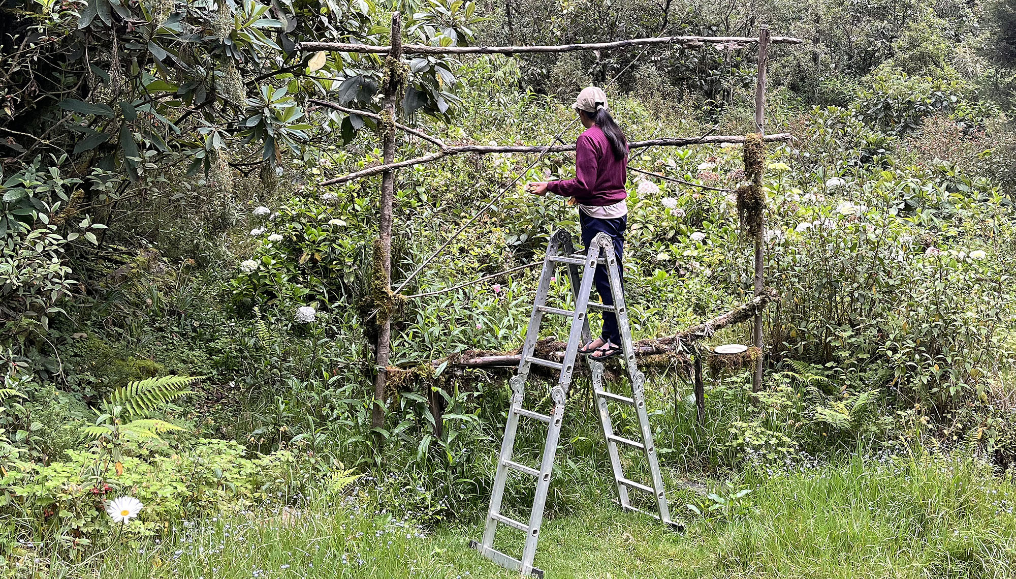 jucumari-fruit feeder