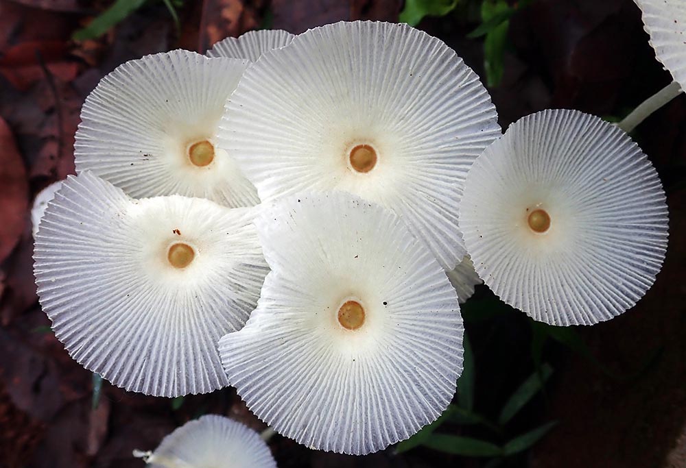 fungi-nature-lodge-cambodia