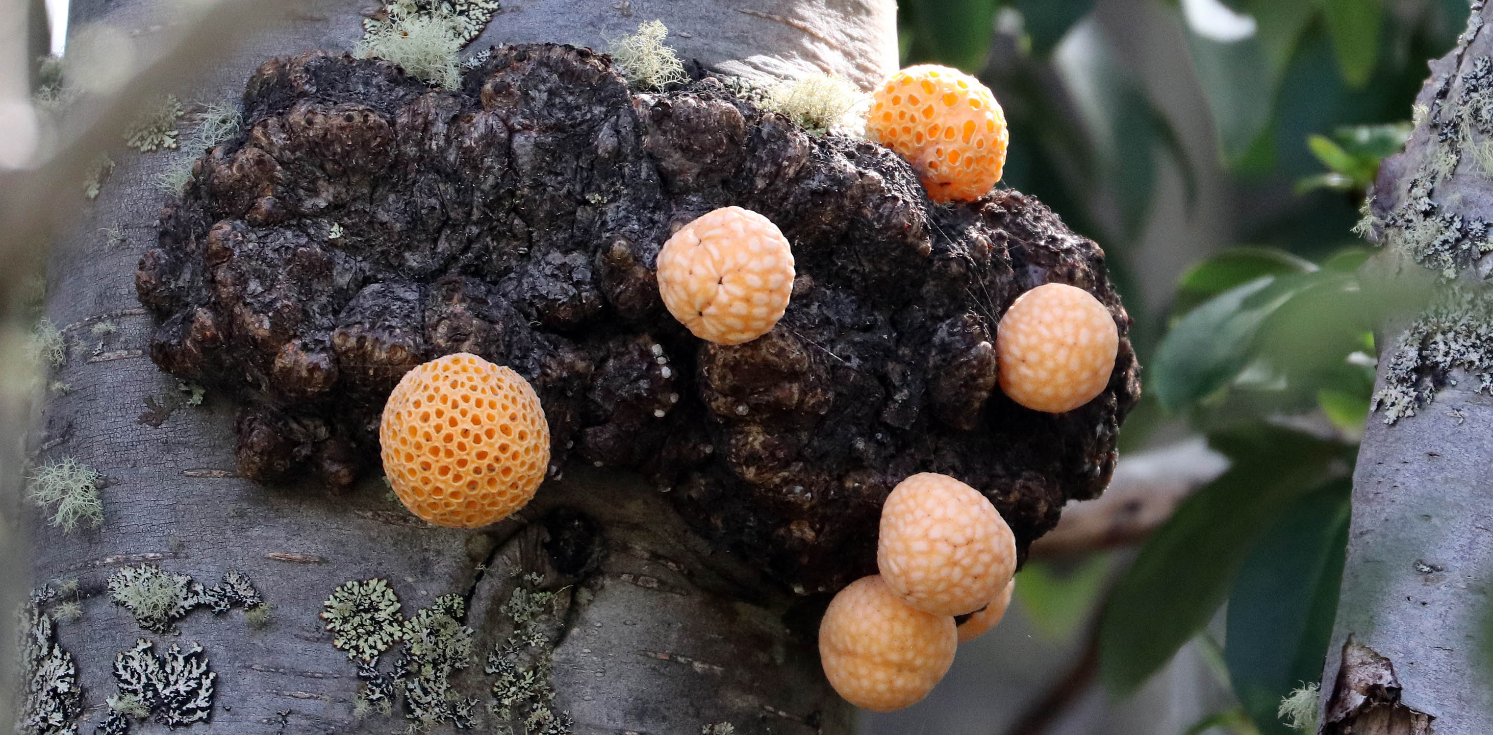 fungus-darwins-puerto-williams