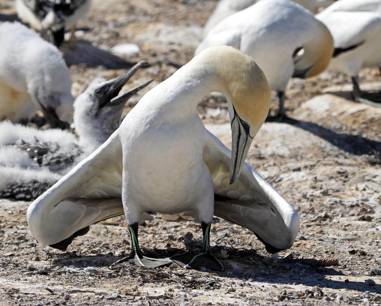 gannet-australasian-breeding-display-cape-kidnappers