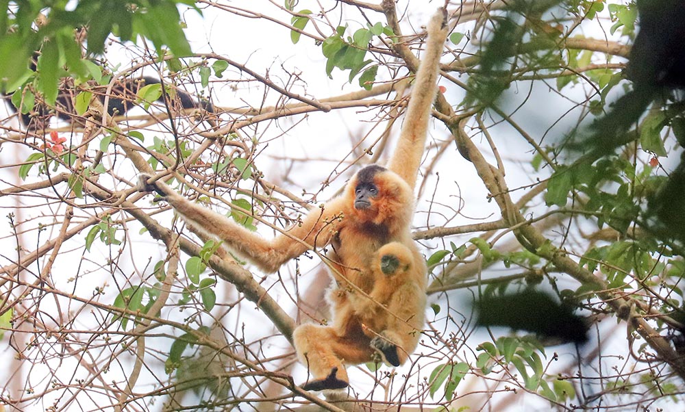 gibbon-female-jahoo