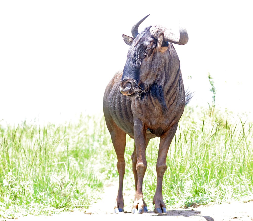 hluhluwe-wildebeest