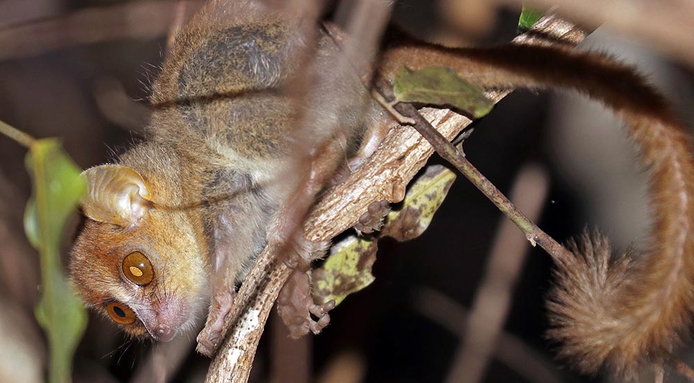 mouse-lemur-golden-brown