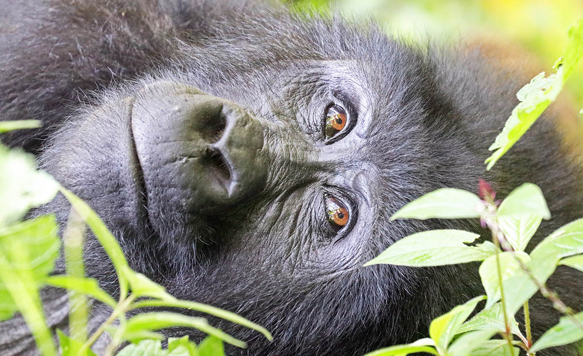 gorilal-mountain-male-face-bwindi
