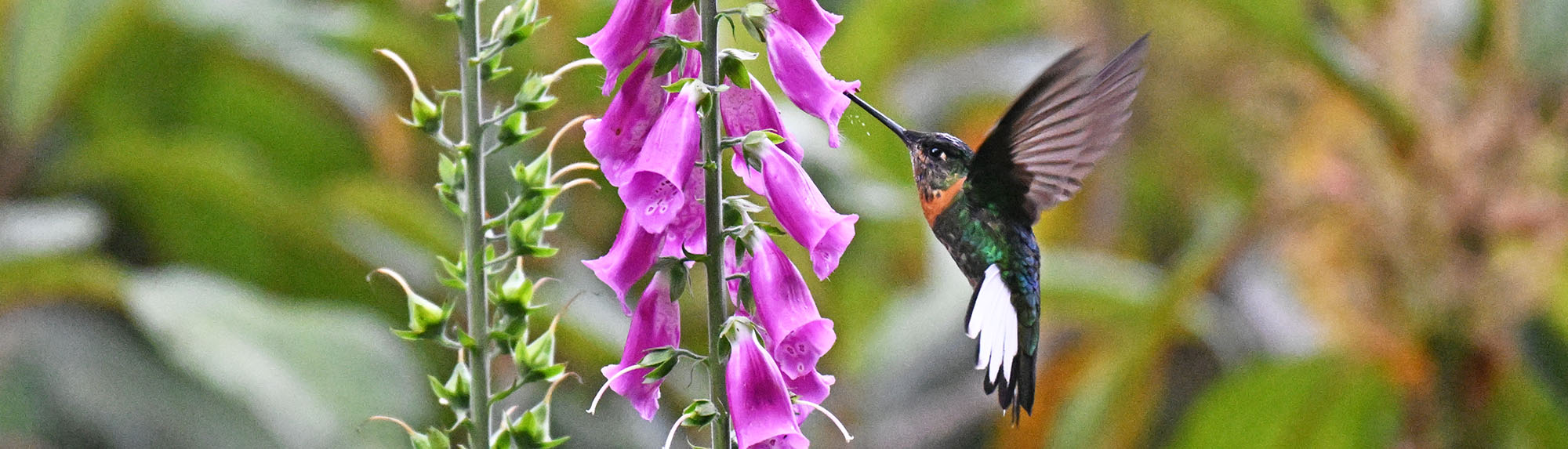 jucumari-goulds-collared-hummingbird