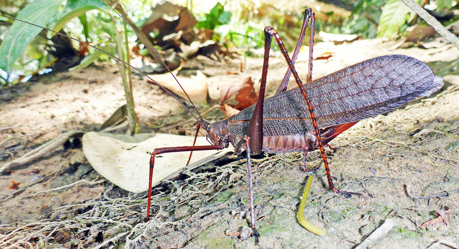 cricket-red-winged-yarina