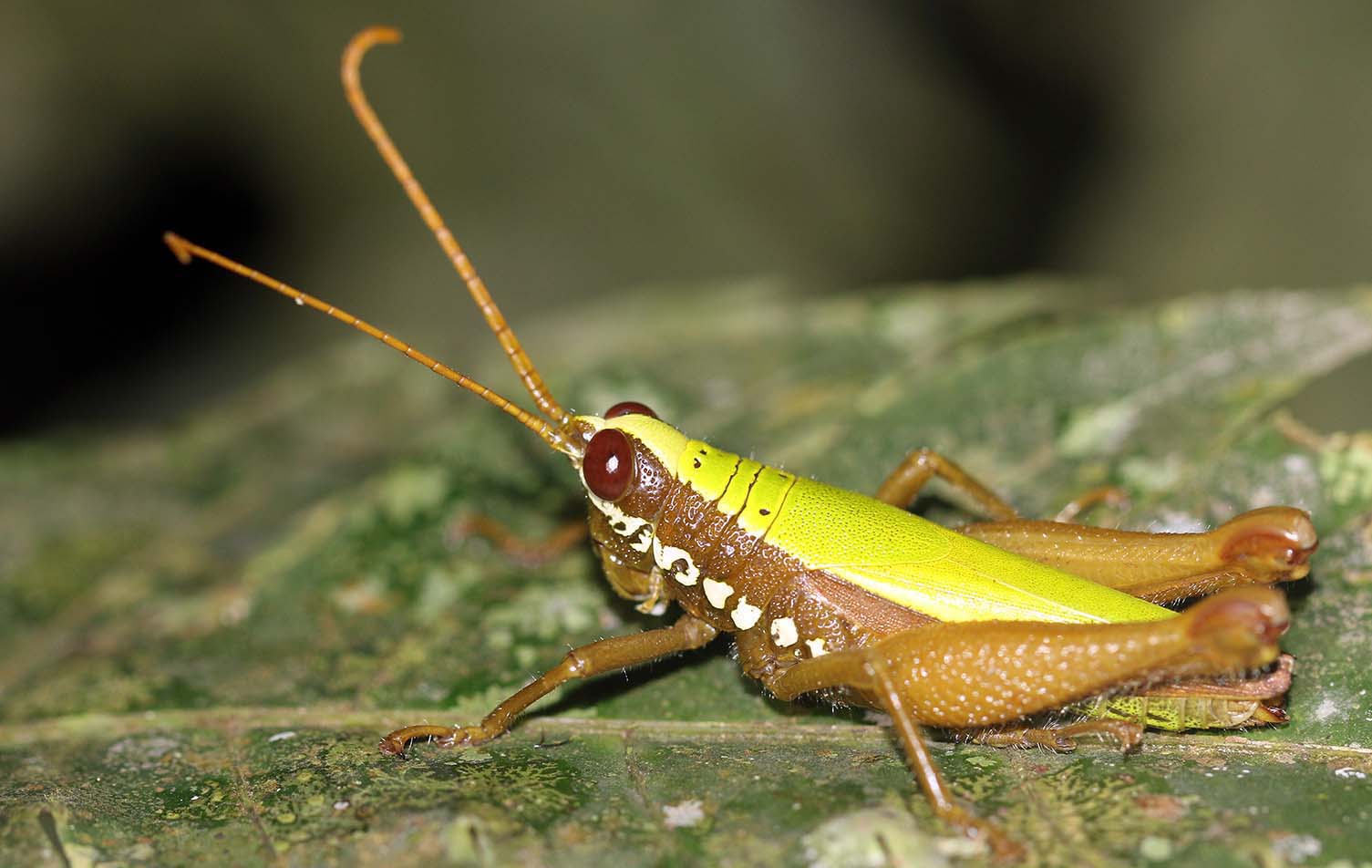 grasshopper-yarina