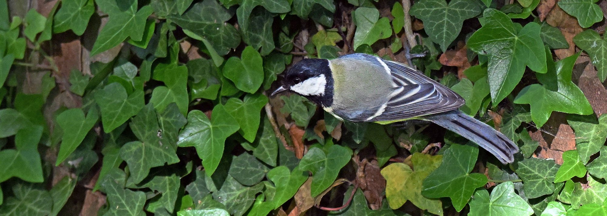 great-tit-lyon-