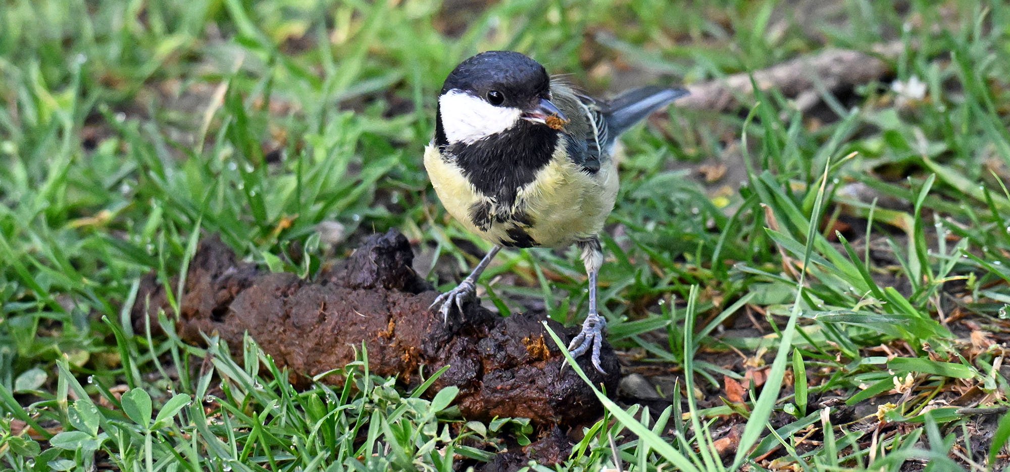 great-tit-and-shit-2026-4-18-lyon-DSC_6053