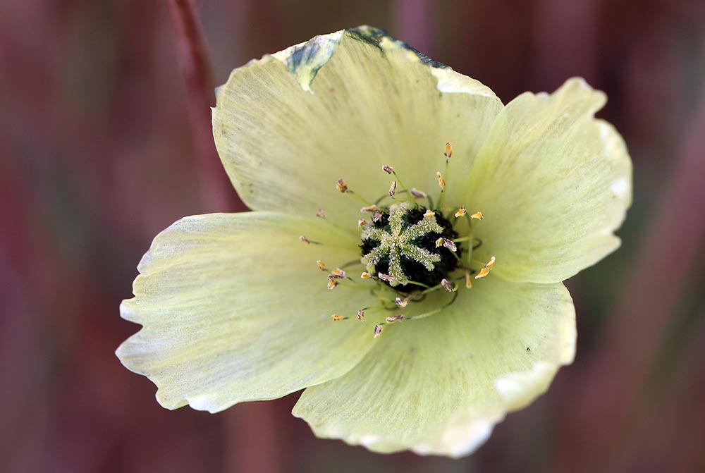 greenland-poppy