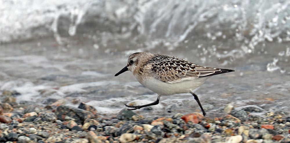 Greenland-wader