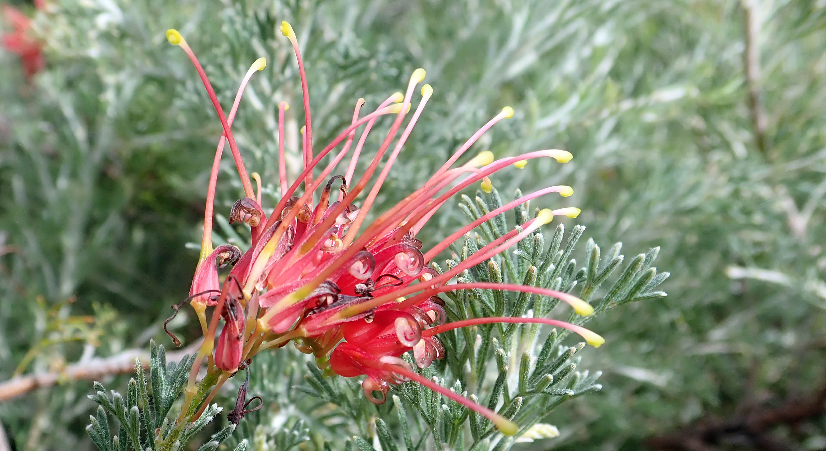 grevillea-kings-park