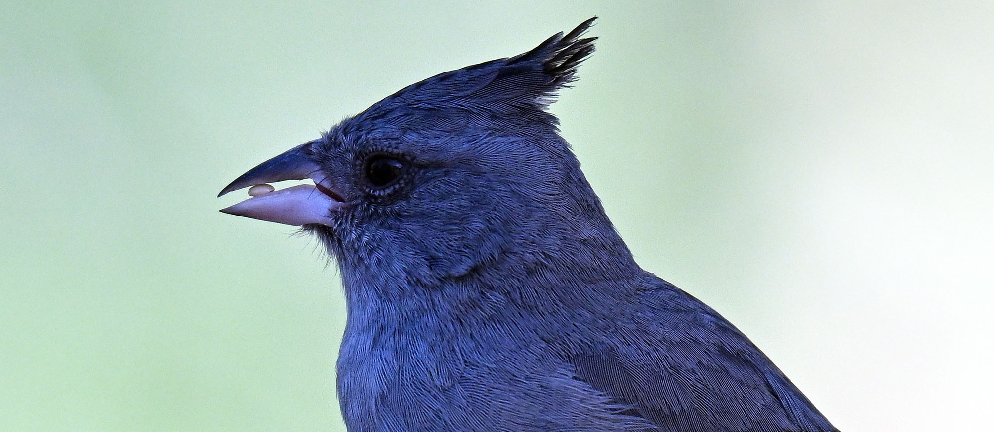 red-fronted-macaw-lodge-grey-crested-finch