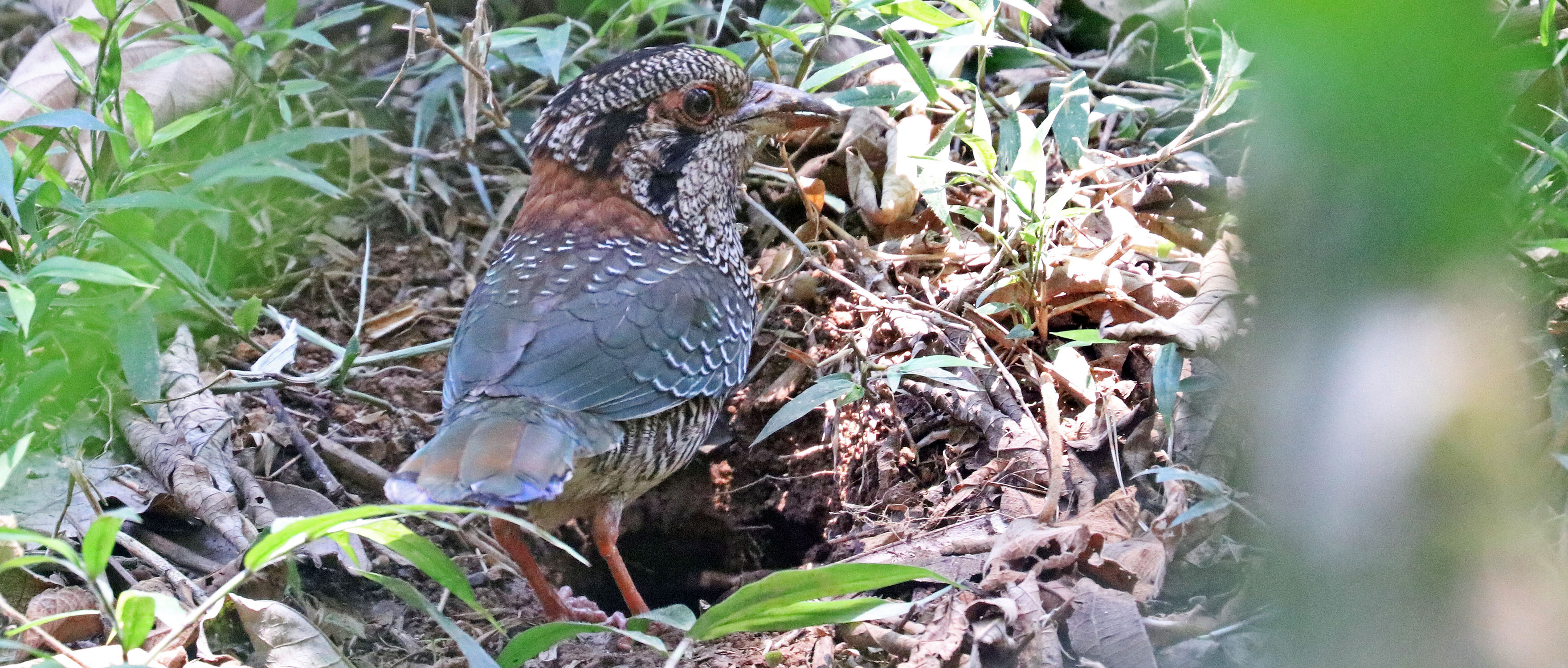 ground-roller-scaley-andasibe-madagascar