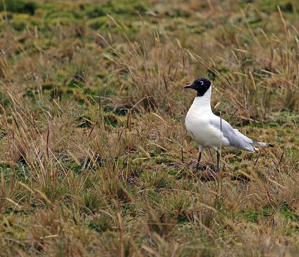 gull-andean