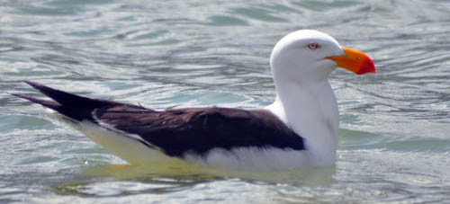 gull-pacific