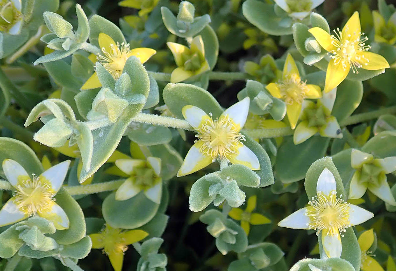 gunniopsis-zygophylloides-flowers-south-coober-pedy-square