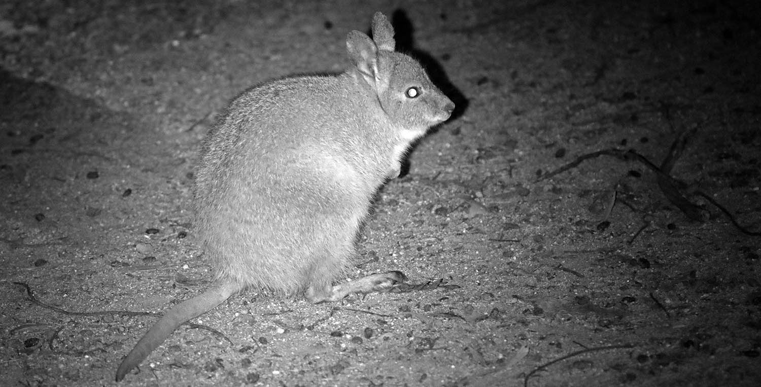 wallaby-hare-dryandra
