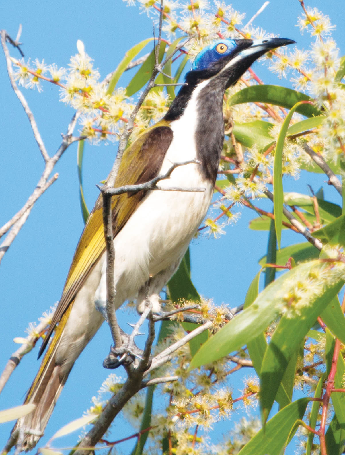honeyeater-blue-faced-vansitart