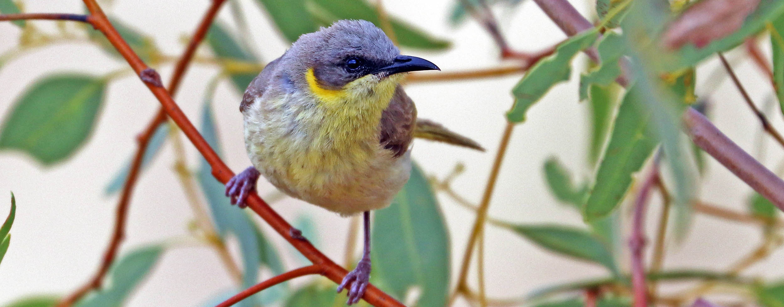 honeyeater-grey-headed-mt-isa