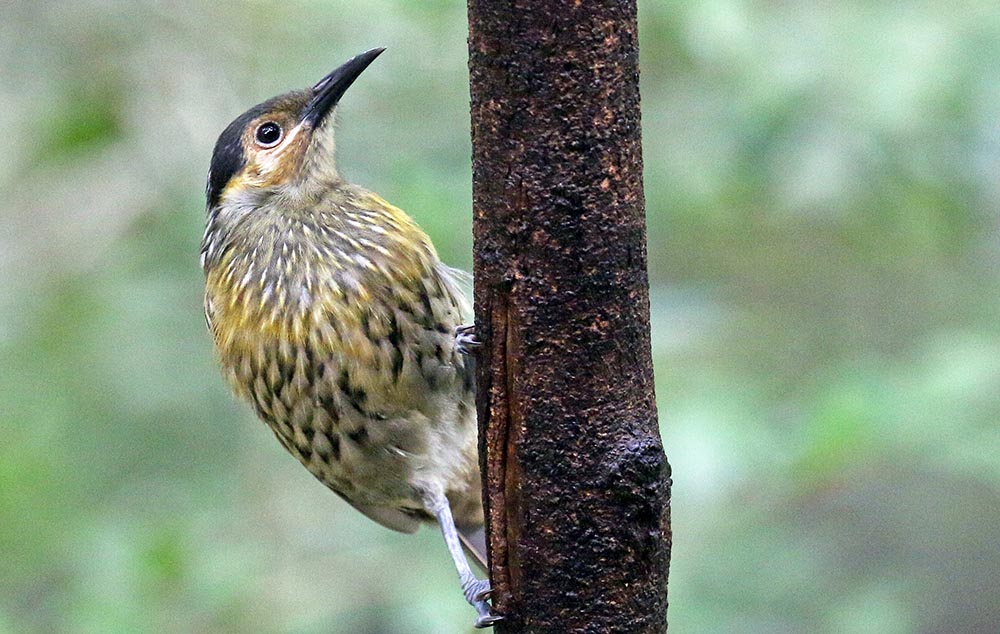 honeyeater-macleays