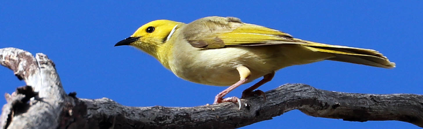 honeyeater-white-plumed-millstream