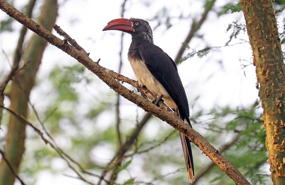 hornbill-crowned