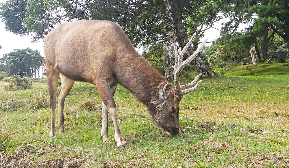 horton-plains-sambar