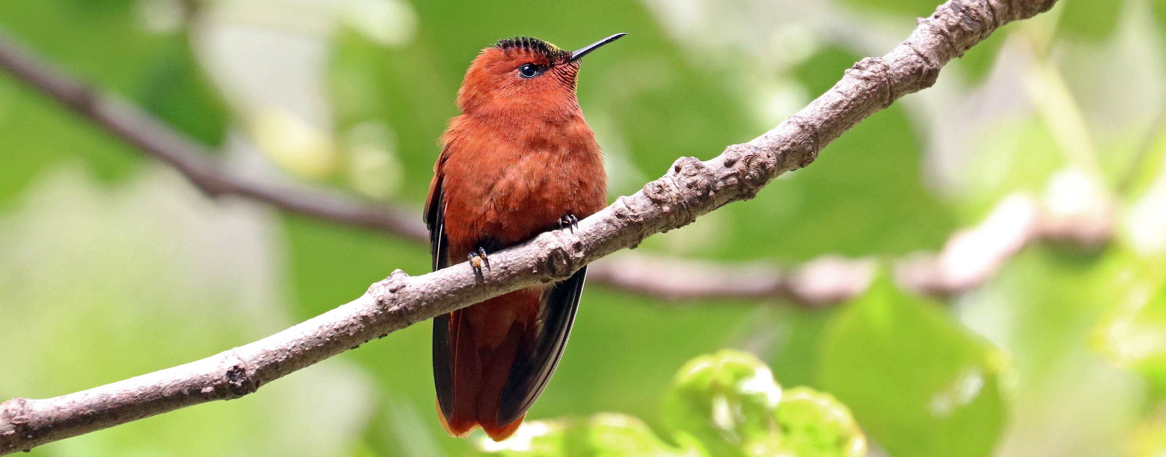 hummingbird-Juan-Fernandez