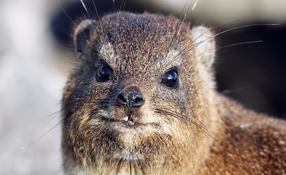 hyrax-table-mountain