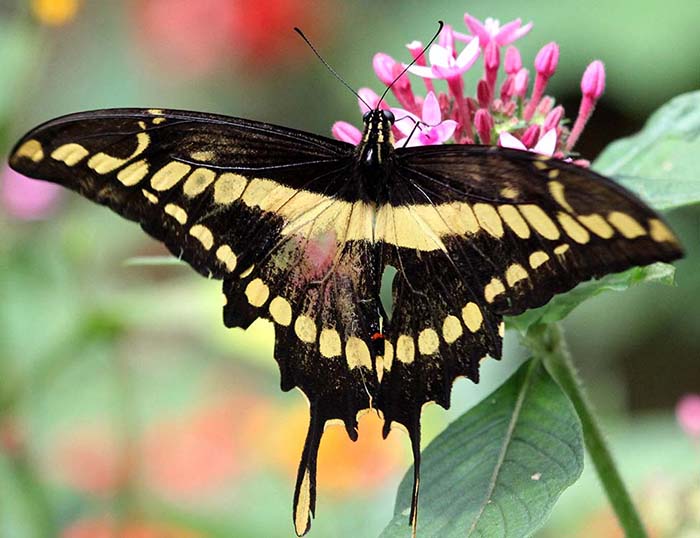 Papilio thoas, King Swallowtail