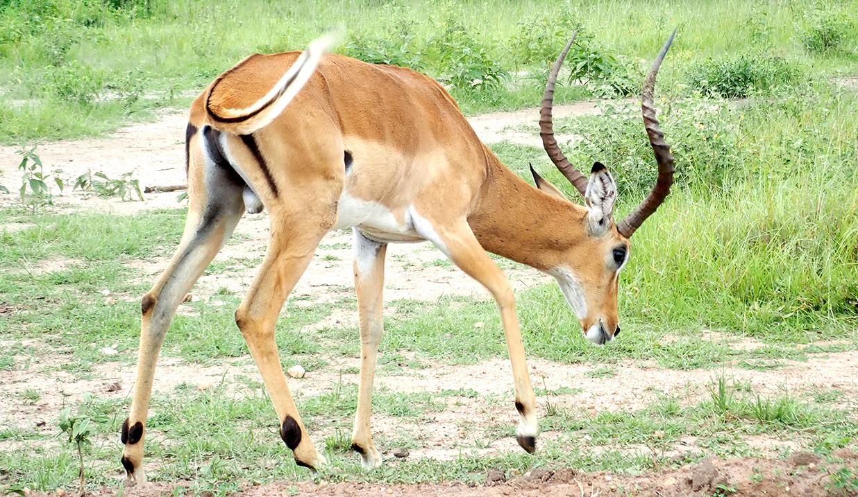 impala