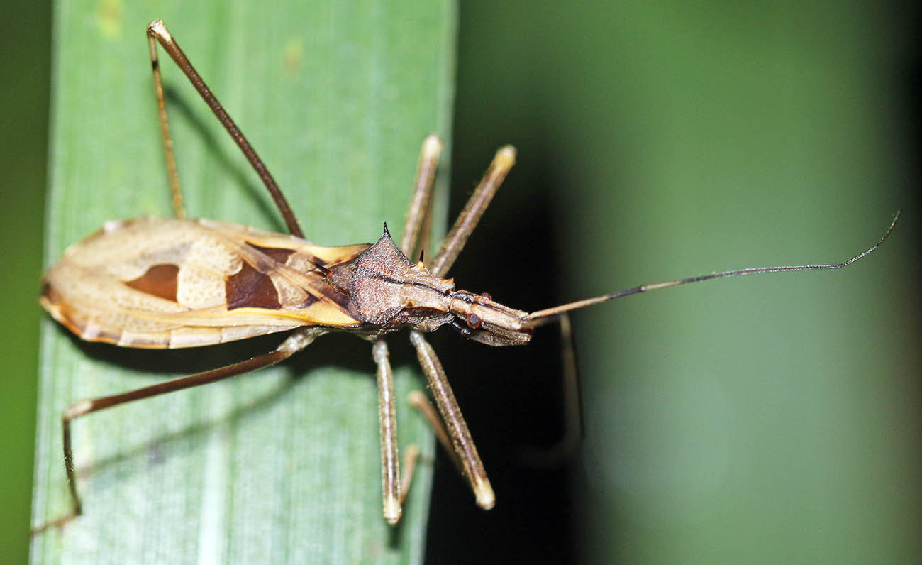 Insect in the Philippines (image by Damon Ramsey)