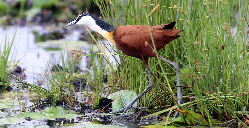 jacana-african-feet