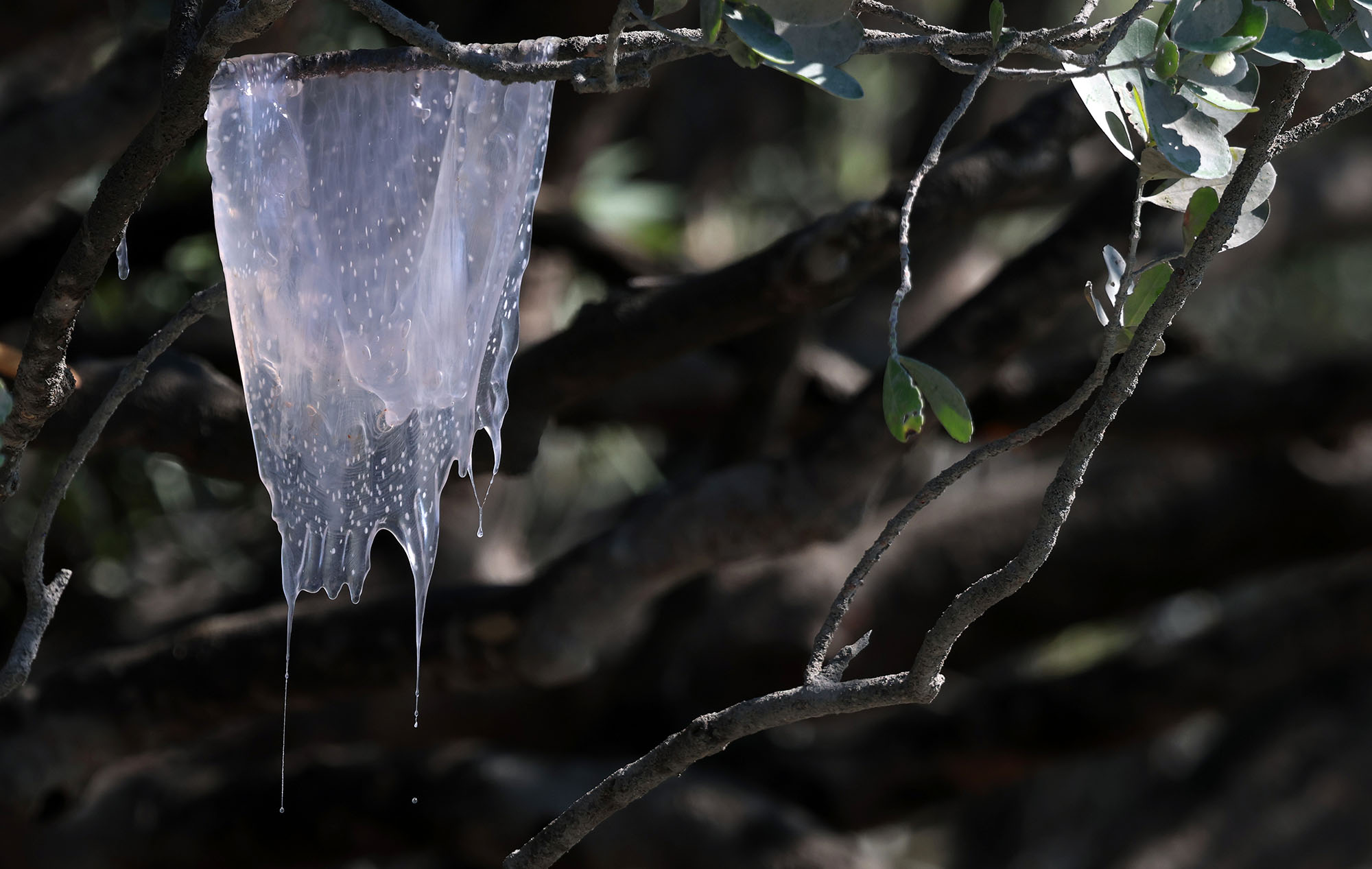 jellyfish-in-tree-hunter
