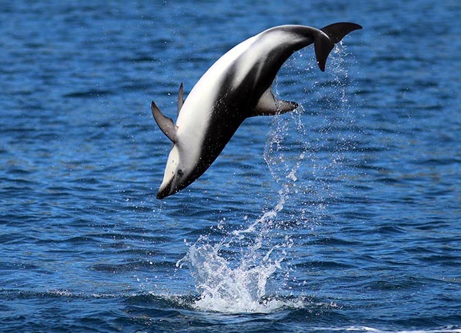 Dusky Dolphin somersaulting, Kaikoura (image by Damon Ramsey)