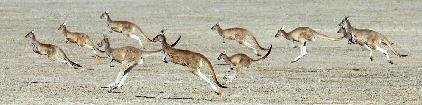 Kangaroos hopping in a mob (image by Damon Ramsey)