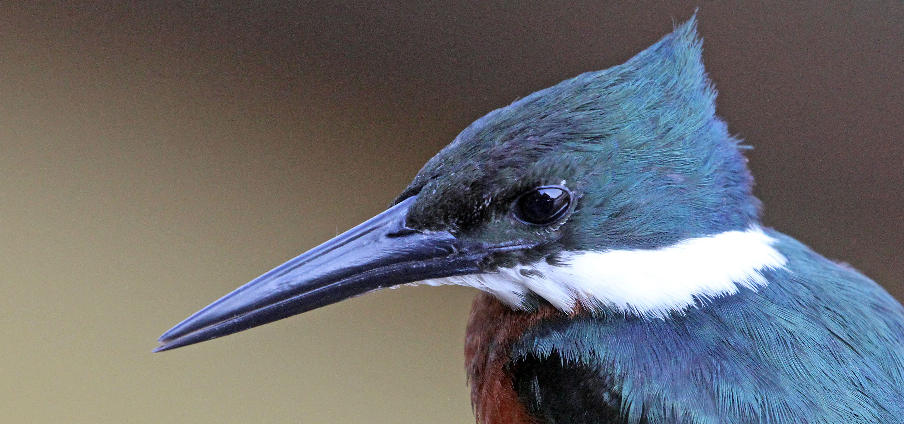 kingfisher-amazon-beak-pantanal