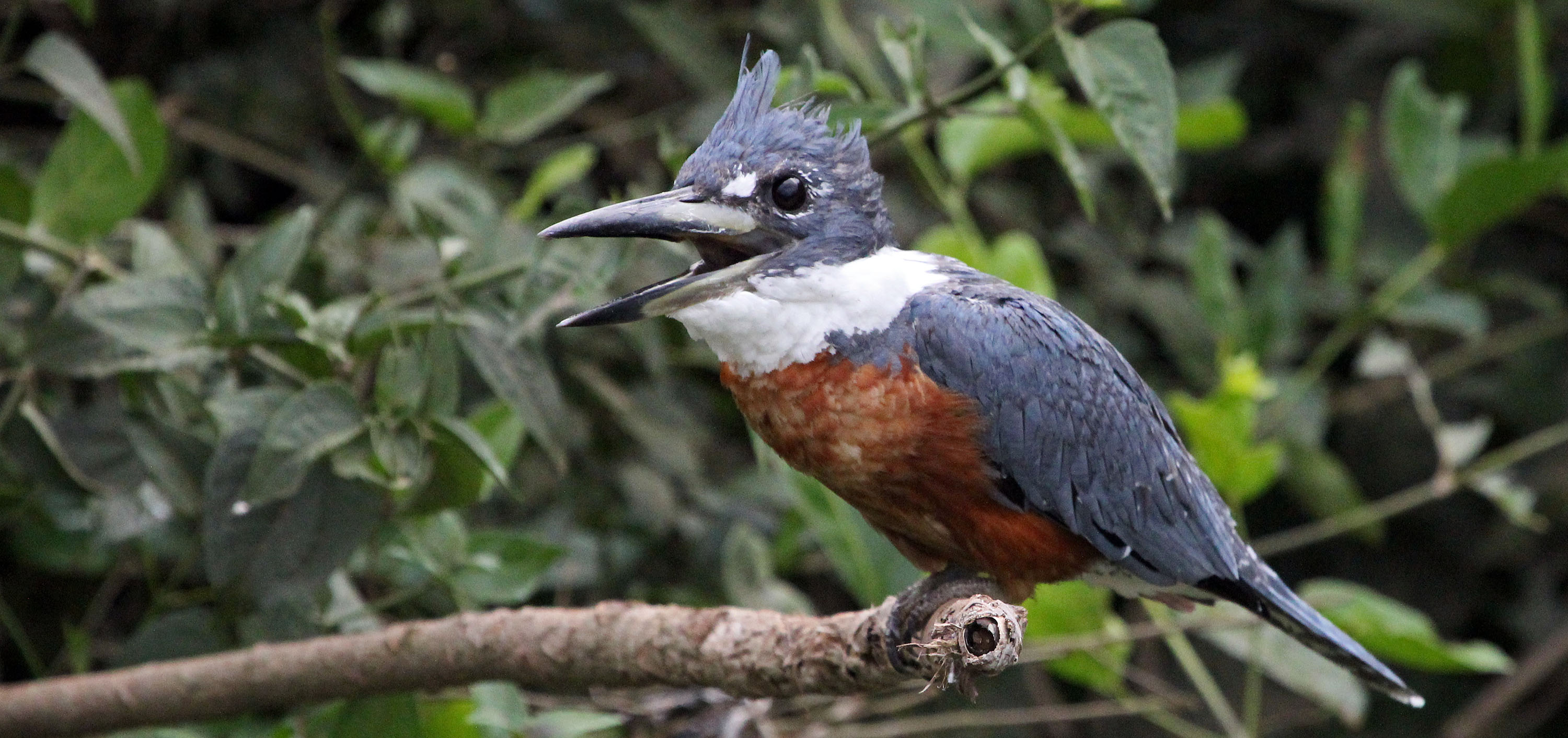 kingfisher-ringed-pantanal