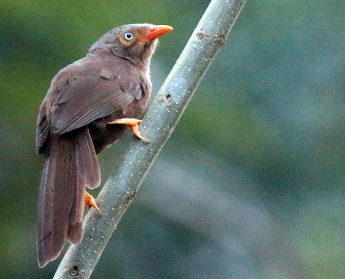 kithugala-orange-billed-babbler