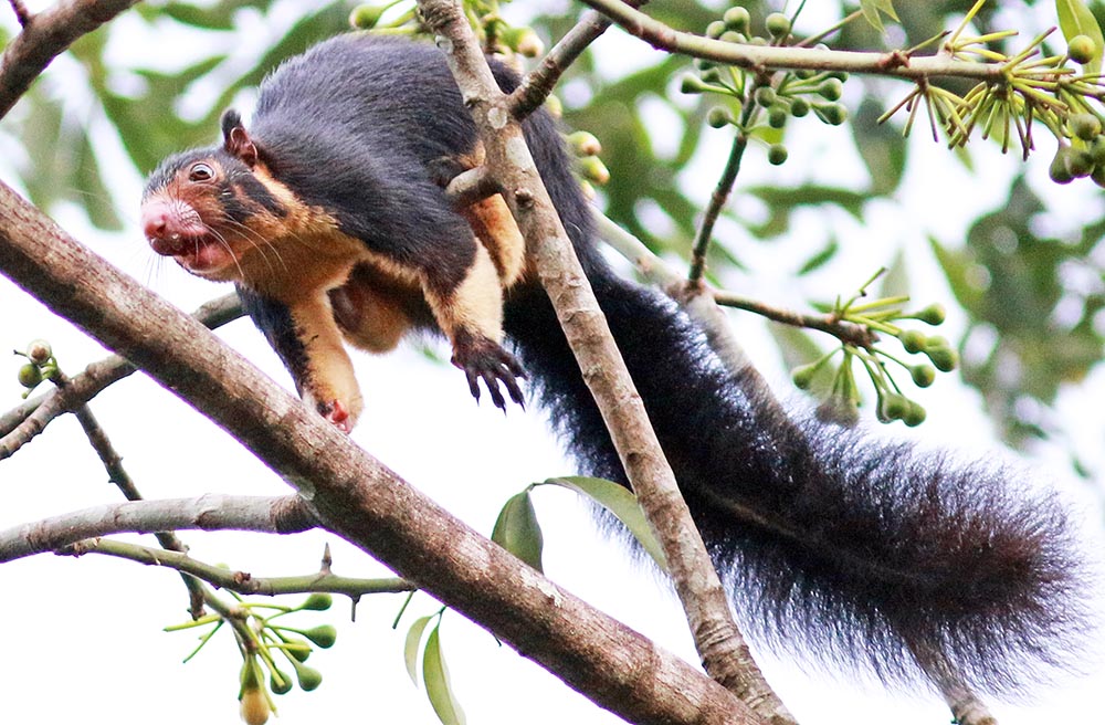 kithugala-iant-squirrel