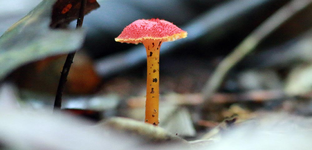 kithugala-fungi