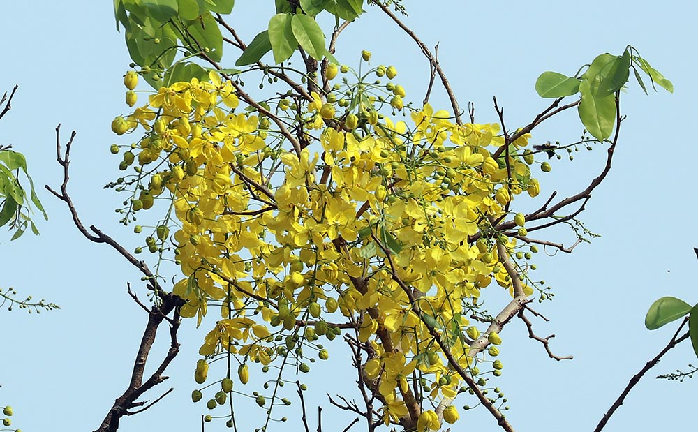 kulen-cassia