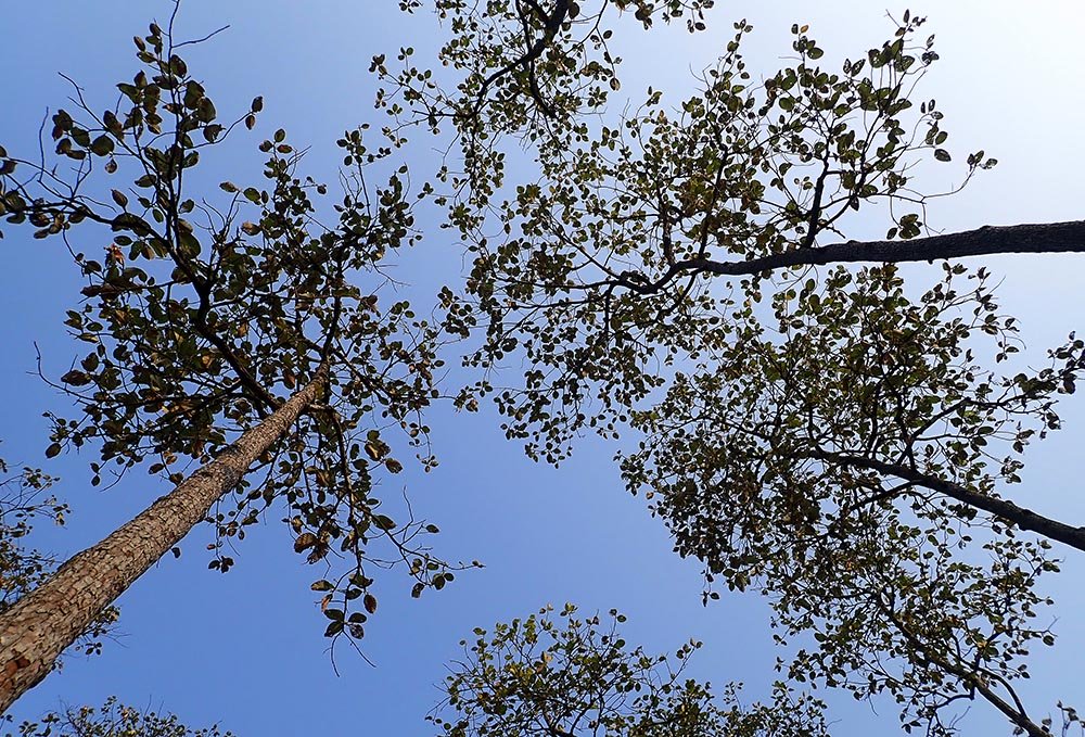 kulen-dipterocarp-trees