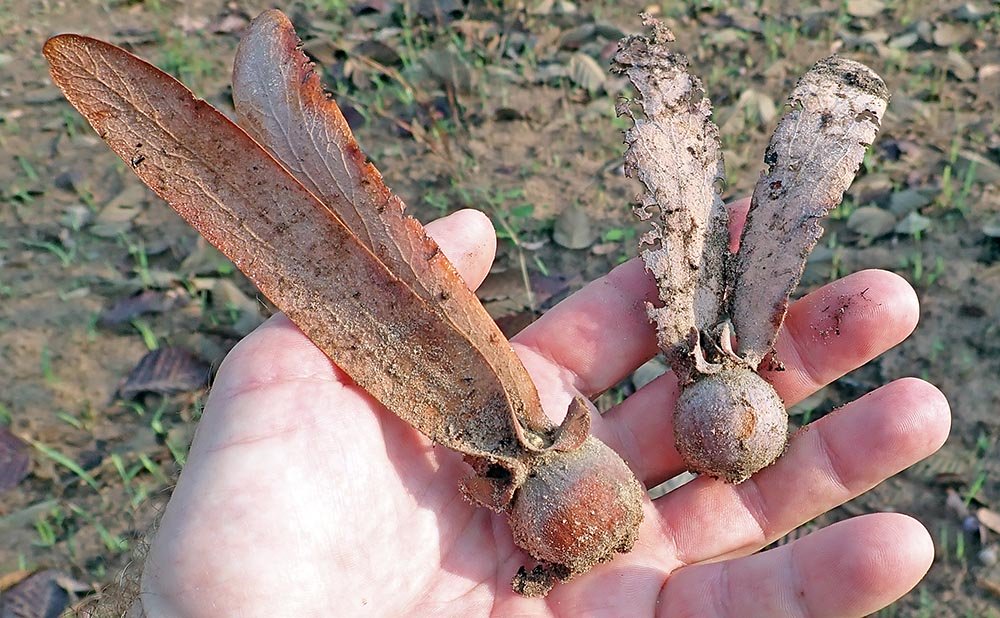 kulen-dipterocarp-fruits