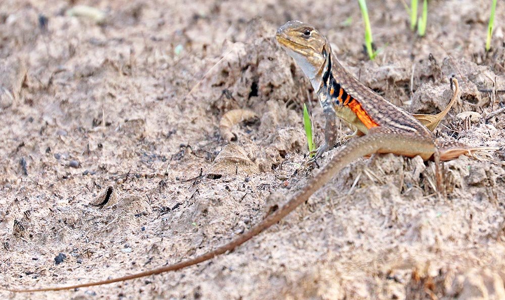 kulen-butterfly-lizard