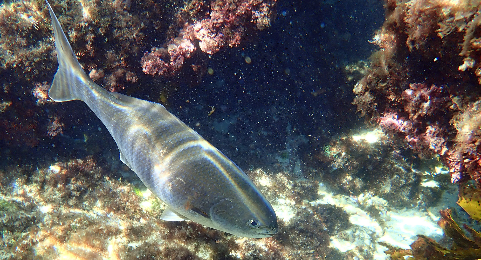 kyphosus-corneli-rotnest