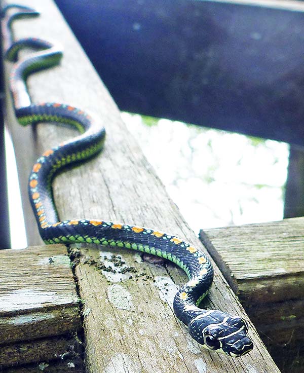 labuk-paradise-snake