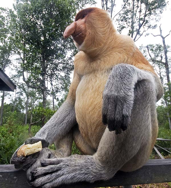 male Proboscis Monkey (image by Damon Ramsey)